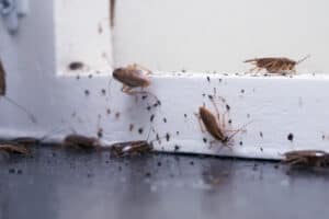 When Is Cockroach Season in New Jersey? Picture