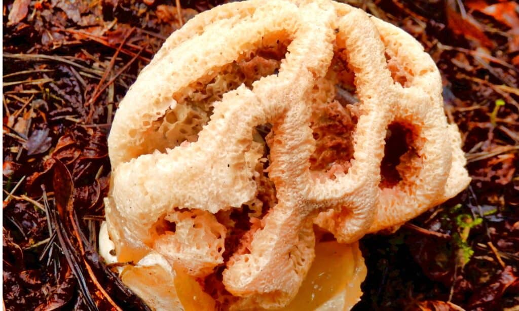 basket stinkhorn closeup