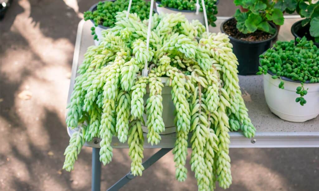 The chunky, textured stems with gray-green overlapping leaves make the Donkey Tail one of the most exciting plants you can have.