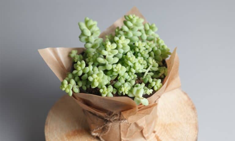 potted burro's tail plant