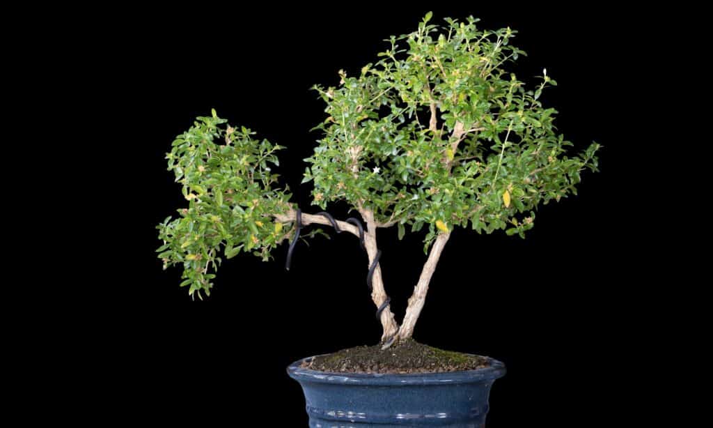 serissa bonsai on black background