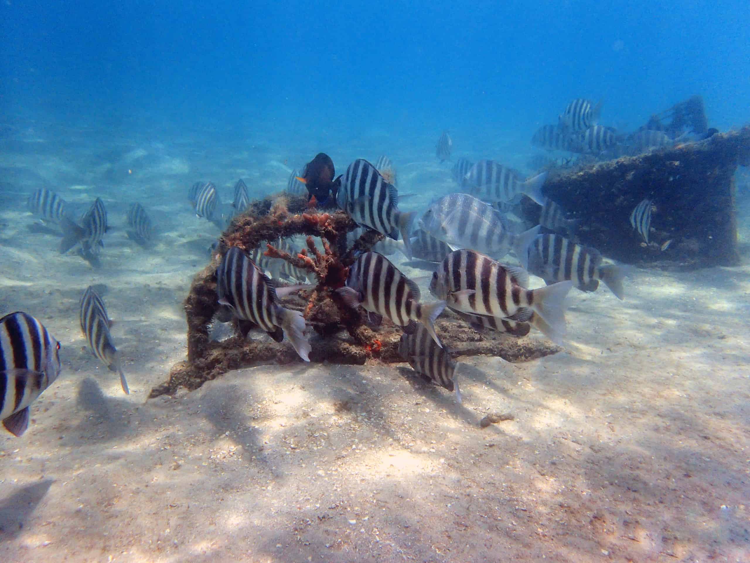 Sheepshead fish feeding