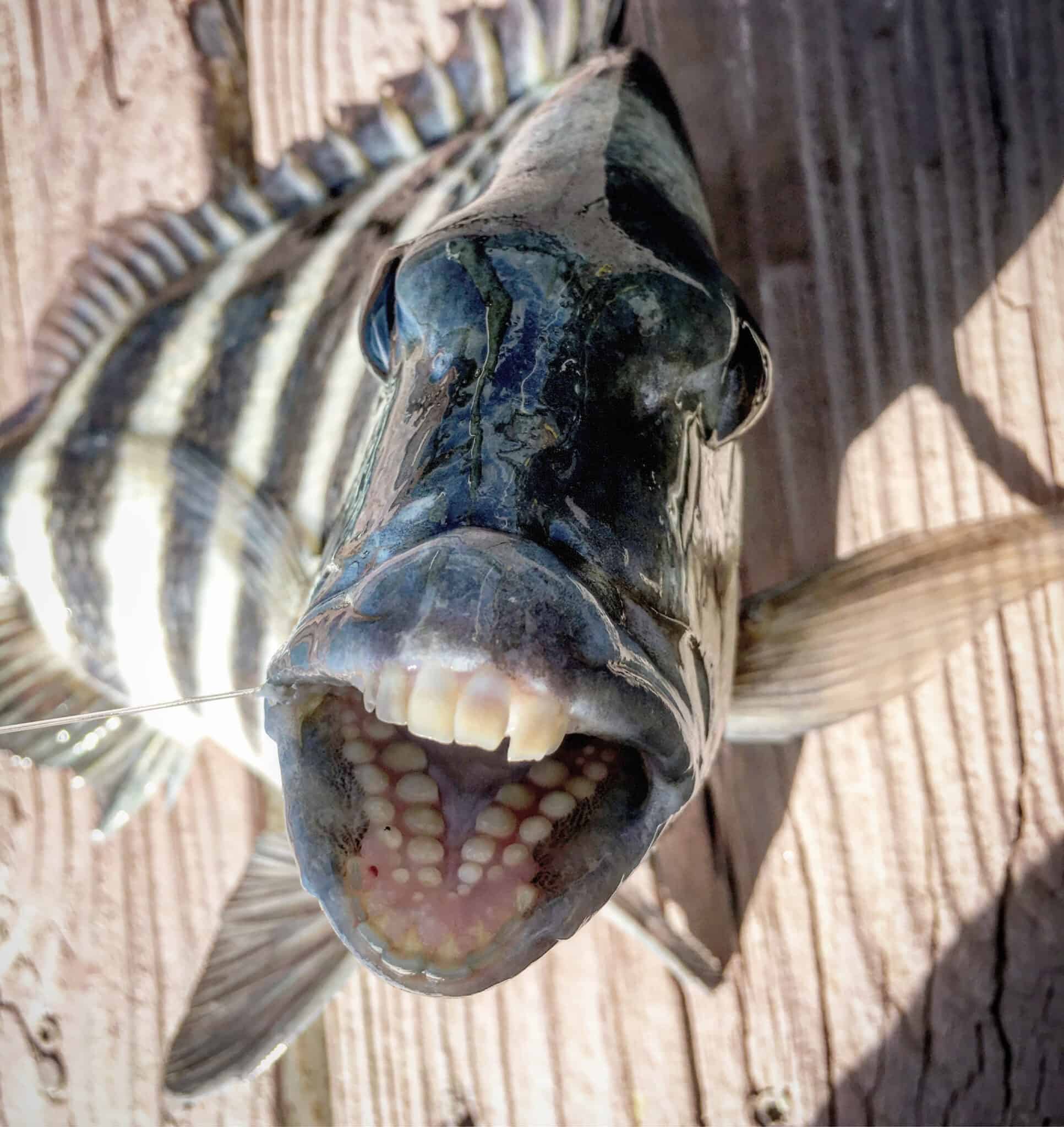 Fishing In Lake Pontchartrain: 23 Fish You Might Catch