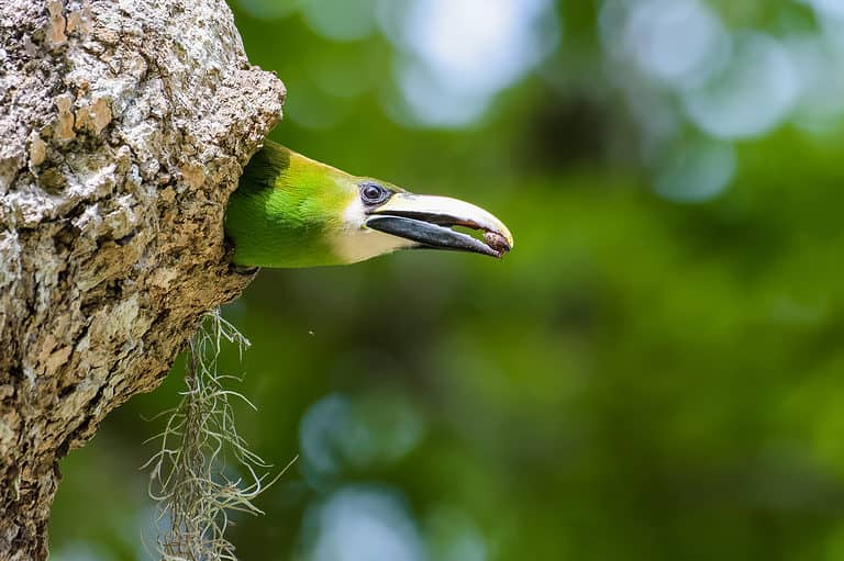 Emerald Toucanet, Aulacorhynchus prasimus, in a nest in Tikal, Guatemala
