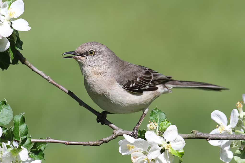 The northern mockingbird (Mimus polyglottos) Florida's state bird 