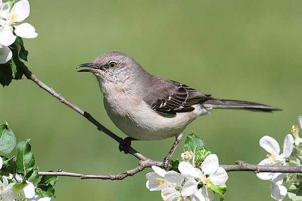 Northern Mockingbirds are incredible mimics that can learn up to 200 songs!