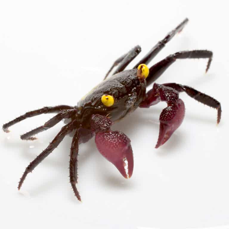 A vampire crab against a white background