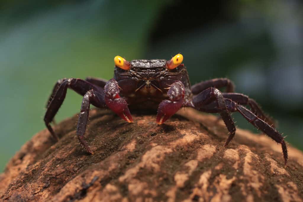 A vampire crab sitting on top of a coconut