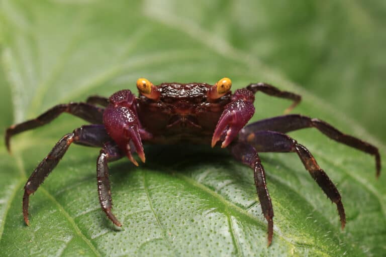 Front view of a vampire crab sitting on a leaf
