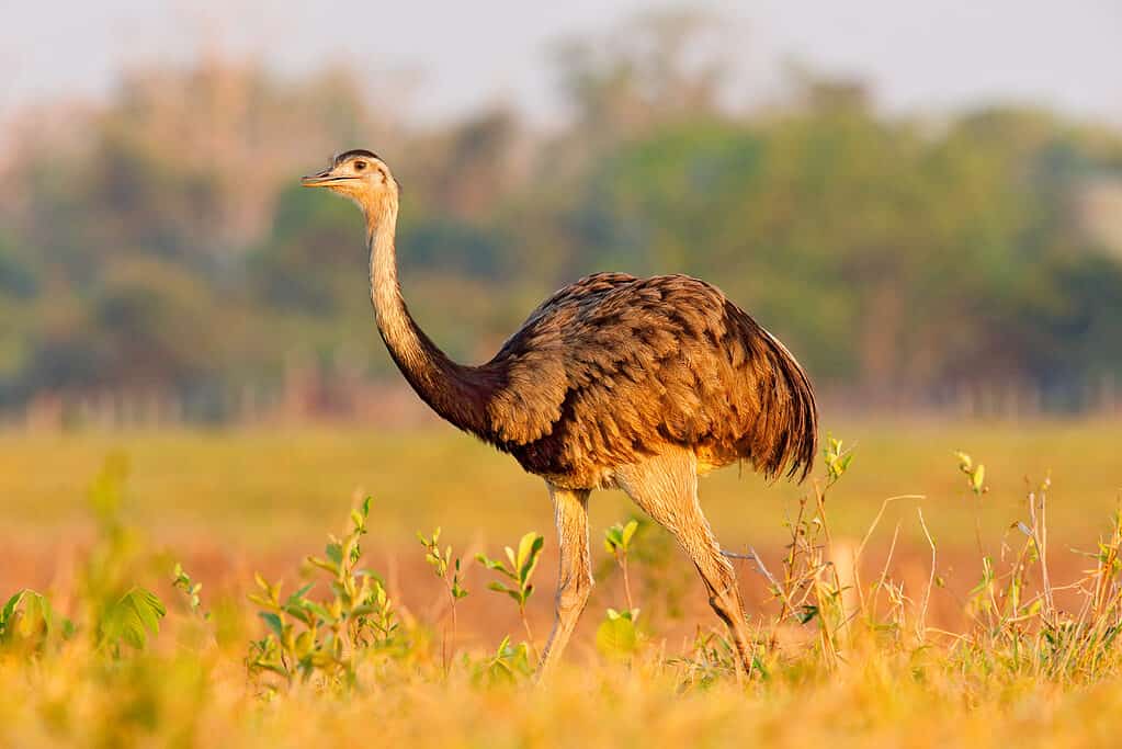 Greater Rhea in the Pantanal in South America