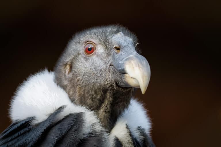 Close up portrait of a Californian condor