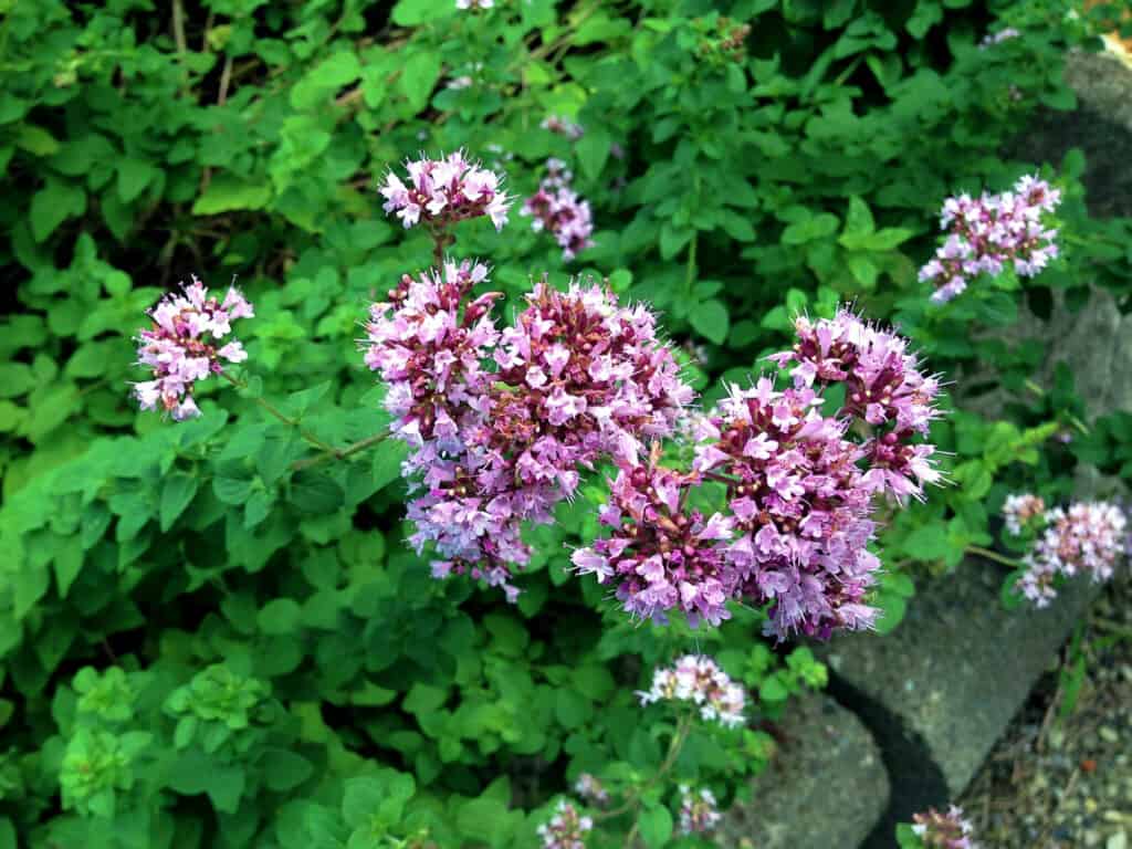 Oregano (Origanum vulgare) in bloom.