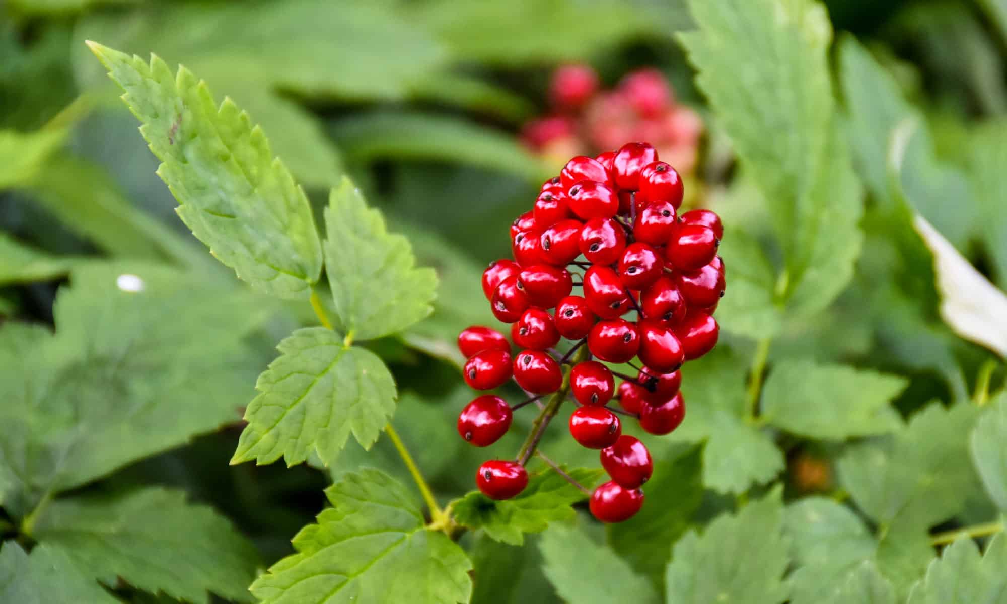 Actaea Rubra