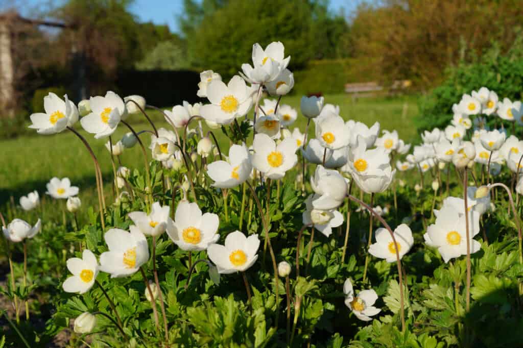 Wood anemones are small yet stunnig wildflowers