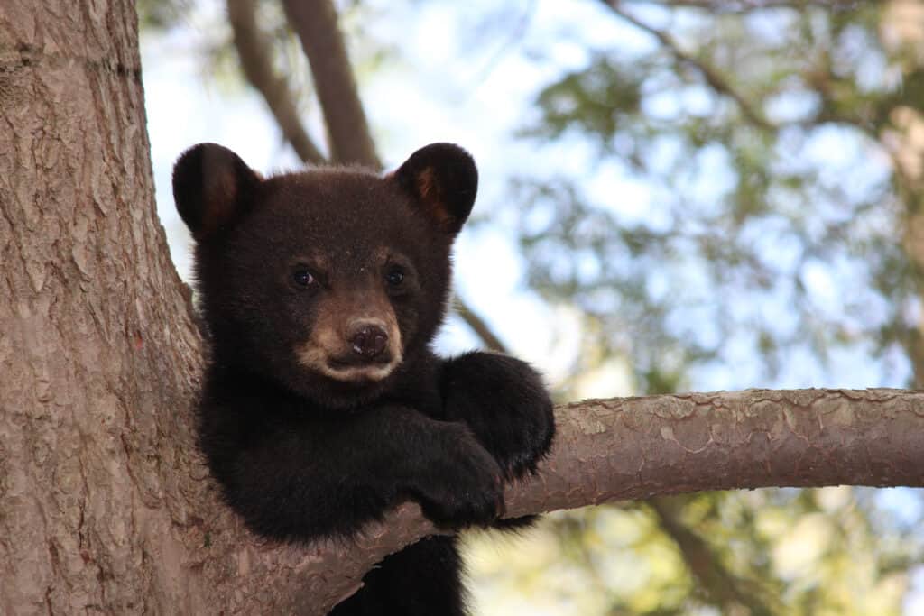 black bear cub