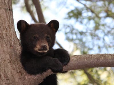 A Watch Black Bears Recreate Free Solo in Harrowing Vertical Wall Climb