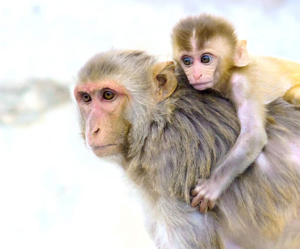 Baby rhesus macaque riding mother's back on white background