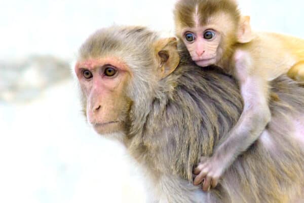 Rhesus macaques may look cuddly, but they naturally carry herpes B, which can be deadly to humans.