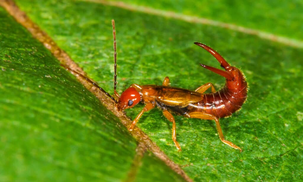 earwigs