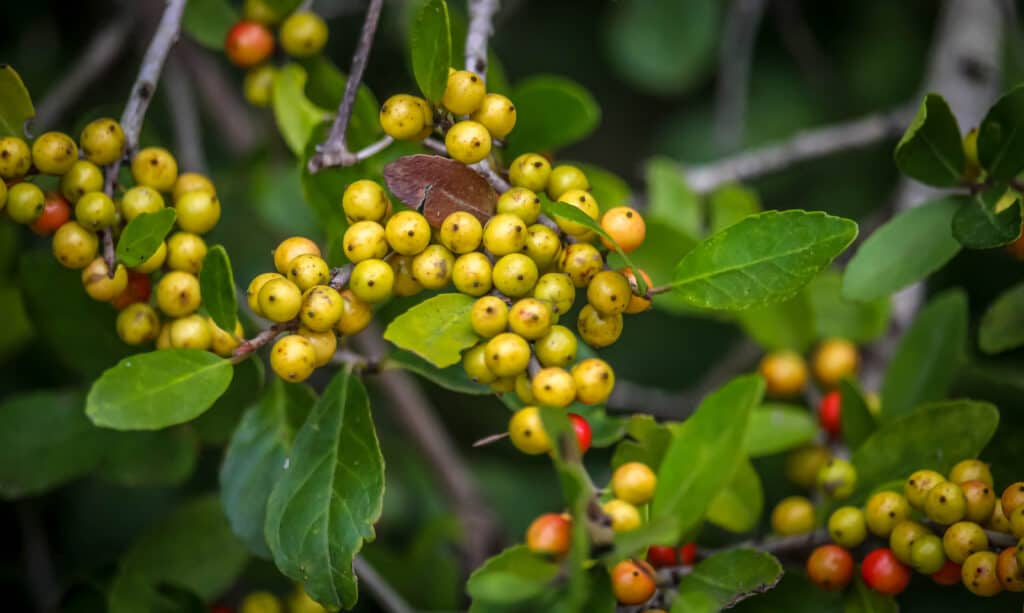 Dwarf yaupon holly