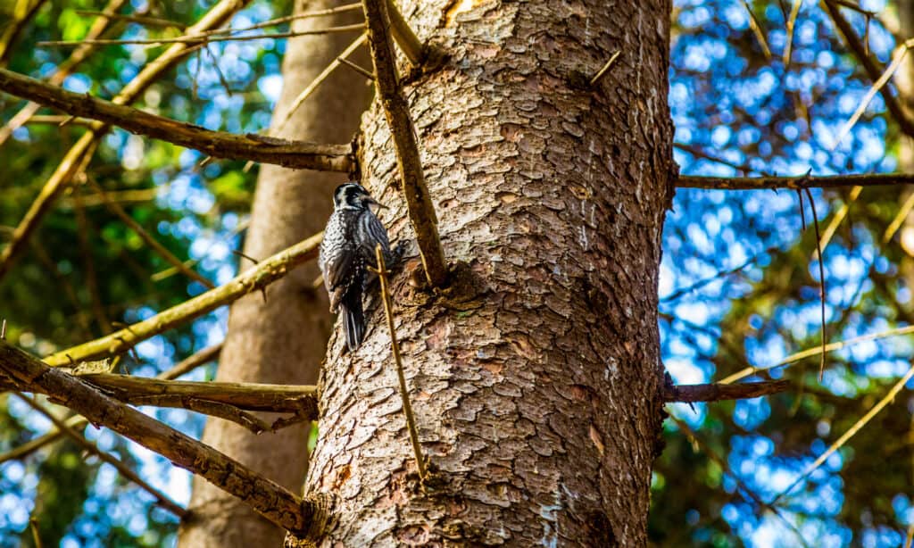  Red-cockaded Woodpecker