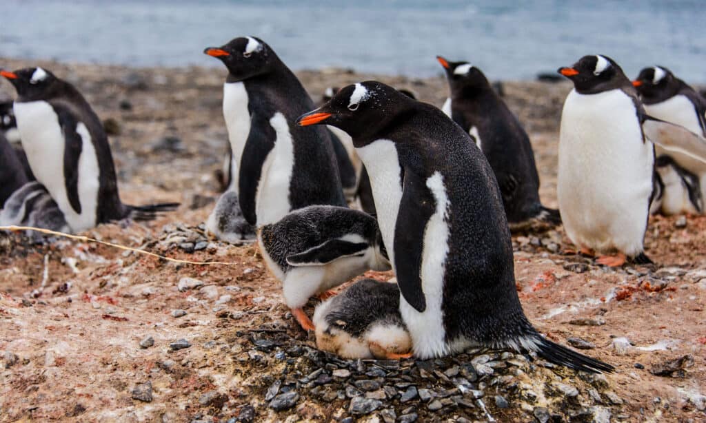 penguin's chicks poops