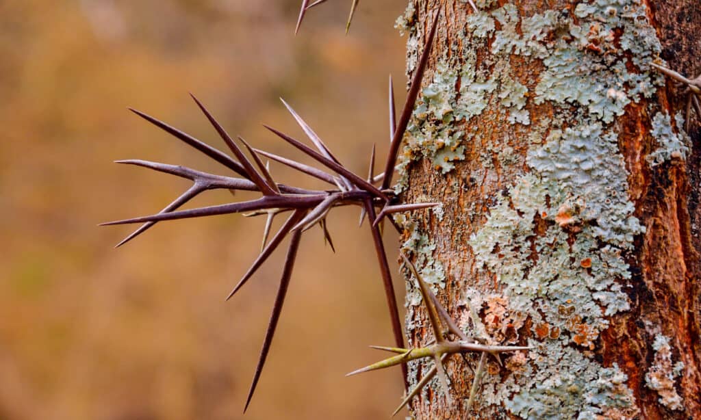 round seed pods trees texas