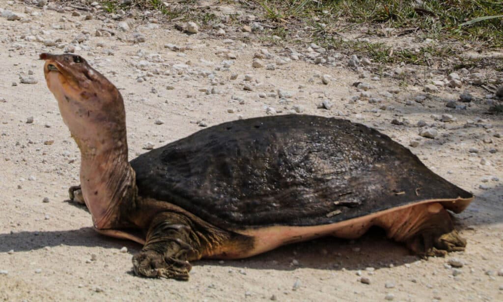 Gulf Coast Spiny Softshell (Apalone spinifera aspera)