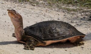 Softshell Turtle: Lifespan, Size, and How to Care for One Picture