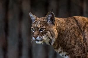 Watch This Feisty Bobcat Invade a Home and Refuse to Leave Without a Fight photo