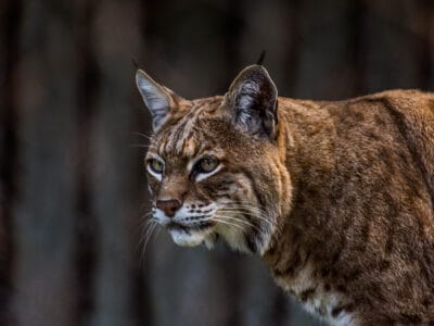 A Watch This Feisty Bobcat Invade a Home and Refuse to Leave Without a Fight