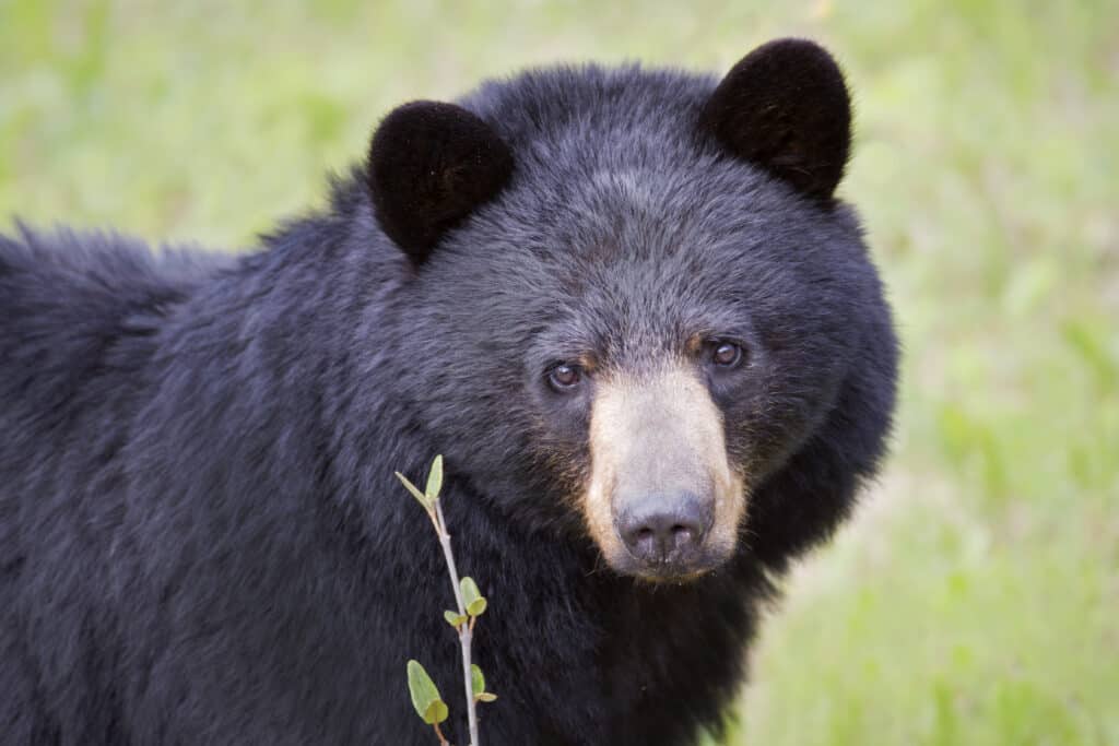 Up close view of a black bear