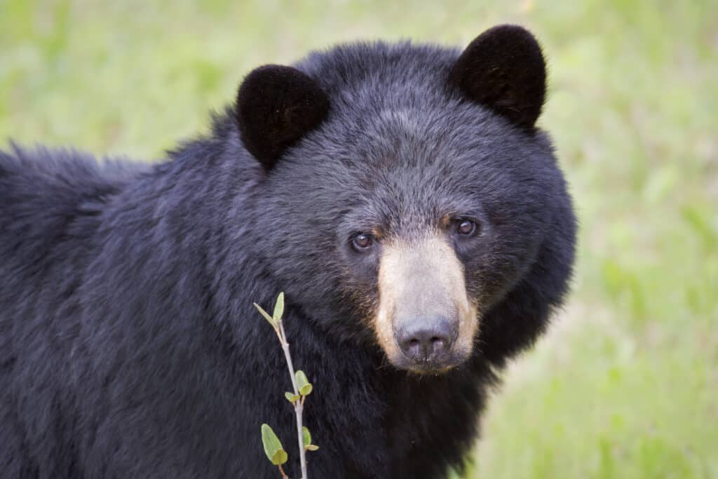 Discover the Largest Bear Ever Caught in Oregon - AZ Animals