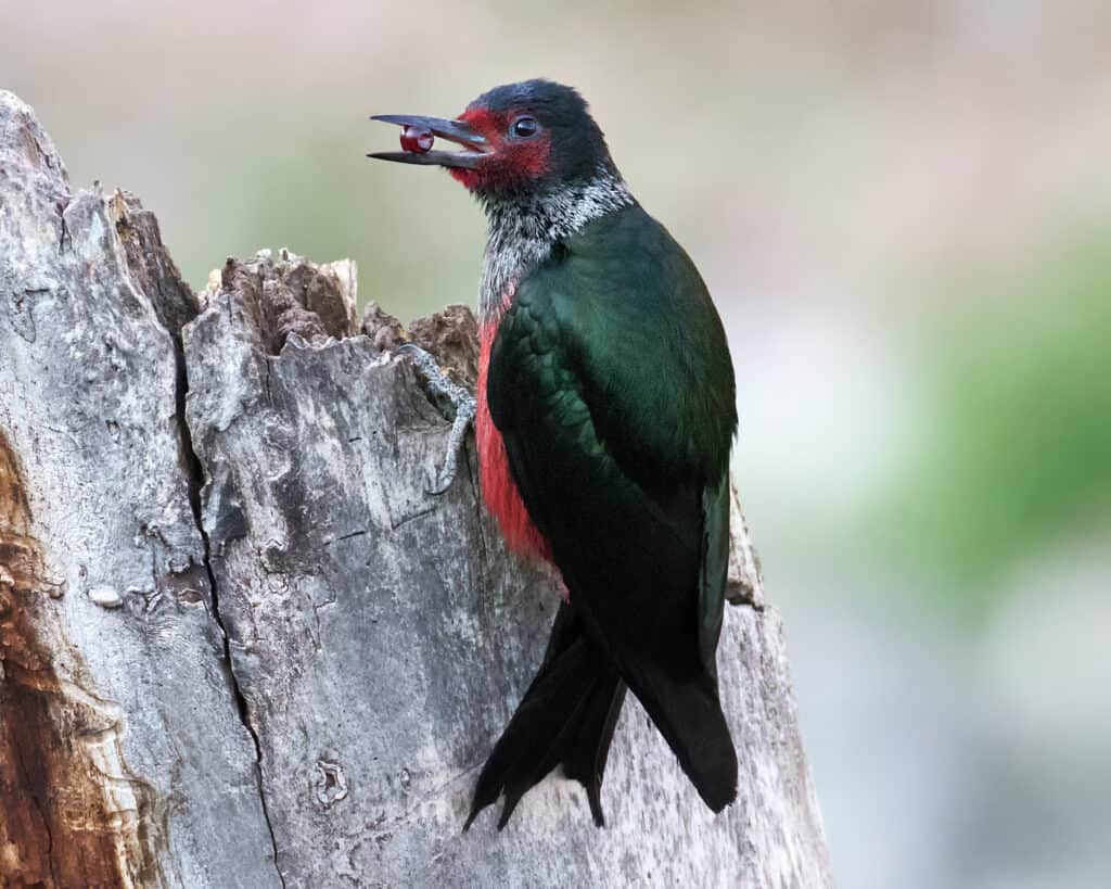 Lewis's Woodpecker