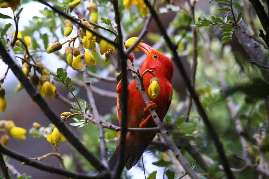 Hawaiian honeycreepers are a newly extinct species of bird endemic to Hawaii