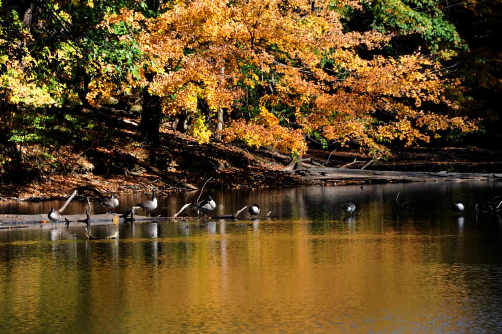 Geese in the water by a tree during foliage