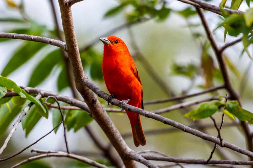 Male hepatic tanager perched on a leafy tree branch