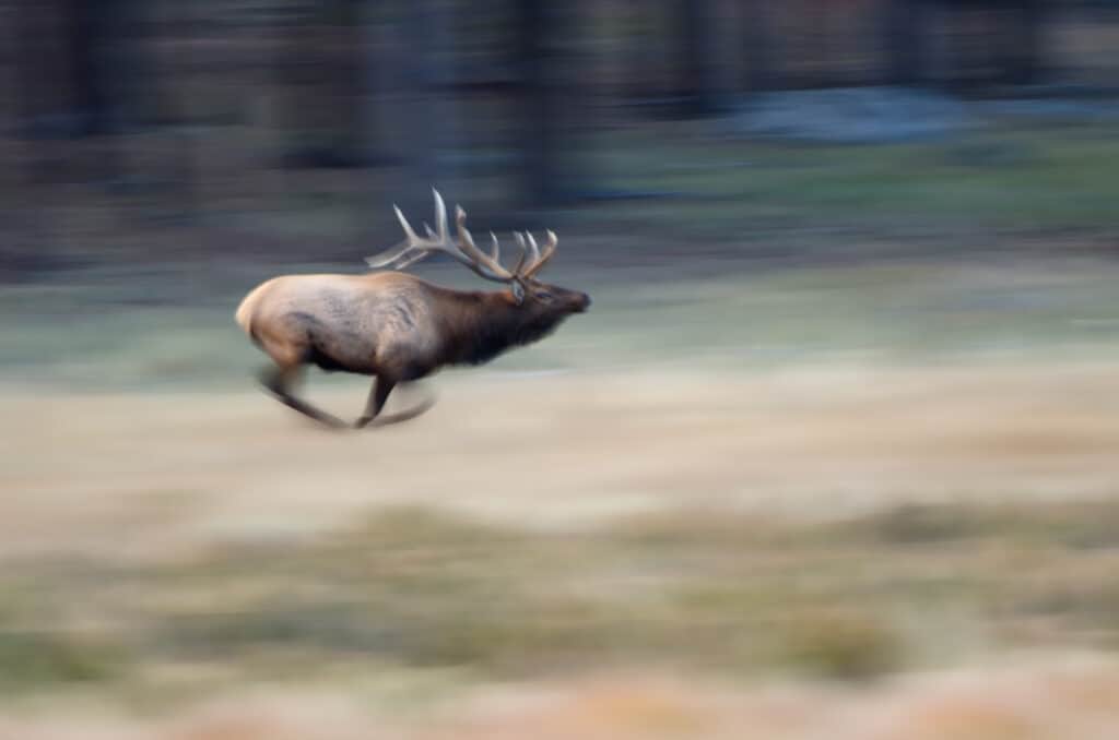 elk running