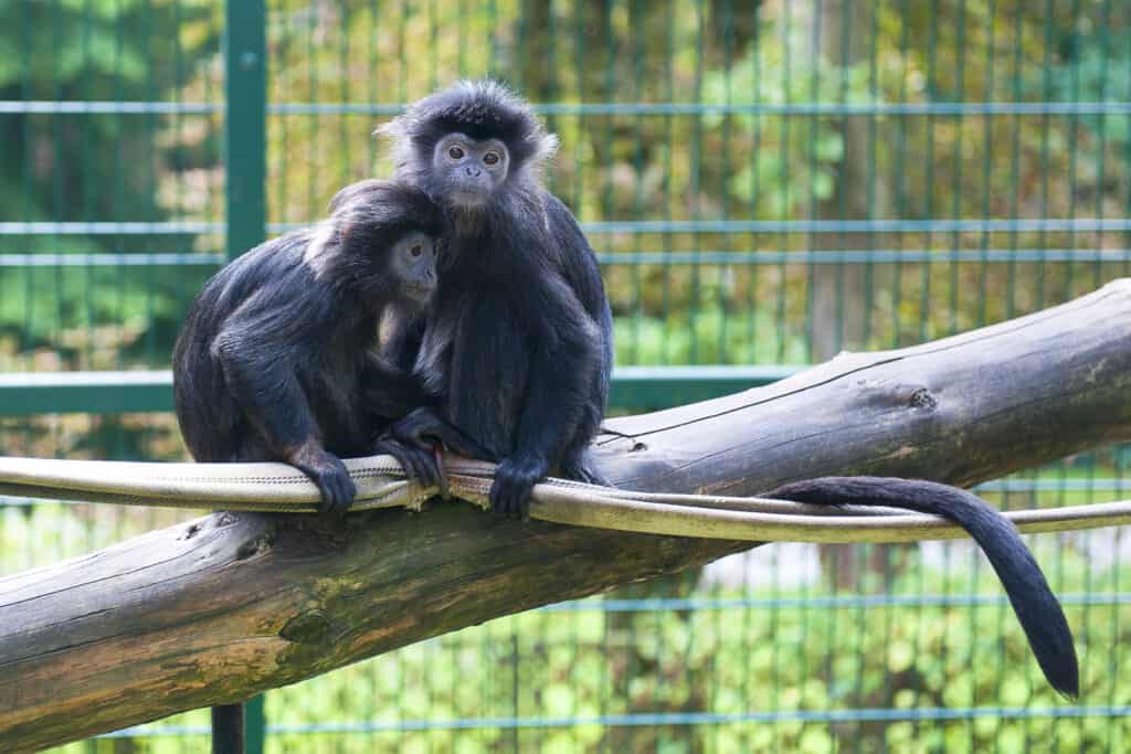 A pair of monkeys in a zoo