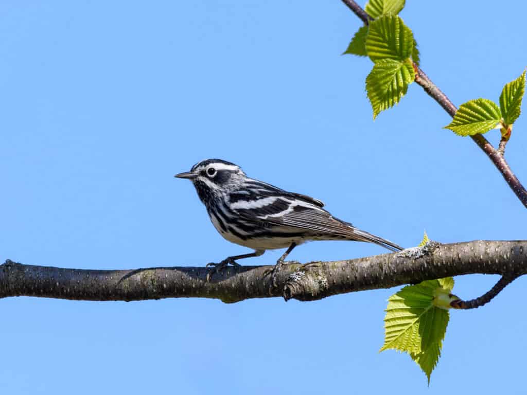 A black and white warbler on a leafy branch against a cloudless blue sky
