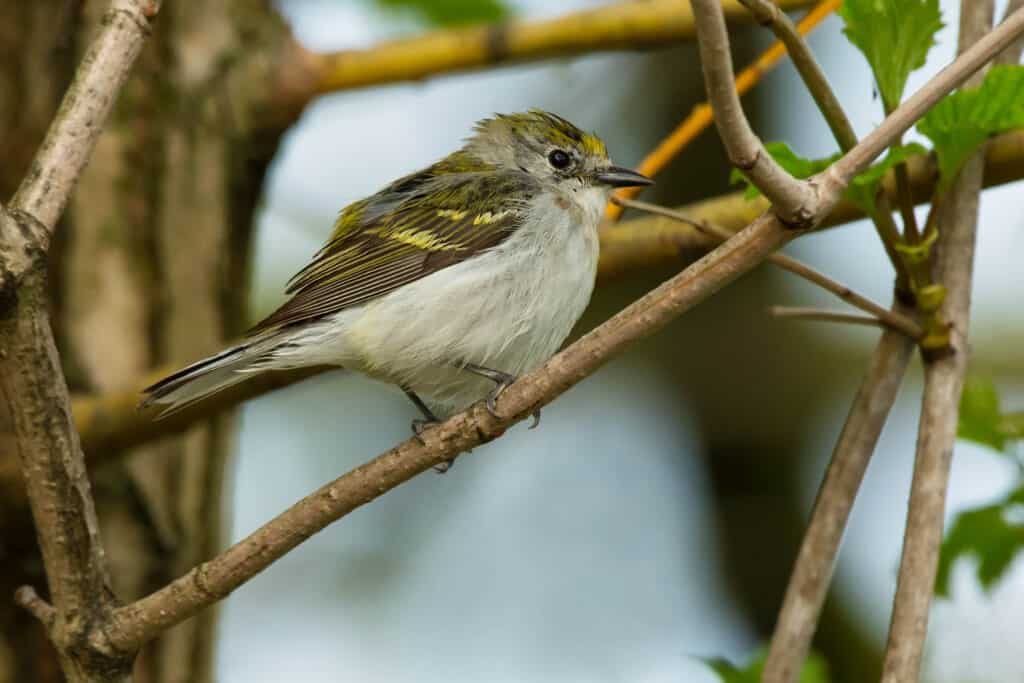 A female chestnut-sided warbler perched on a bare branch (in profile).