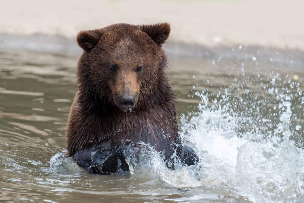 black bear swimming