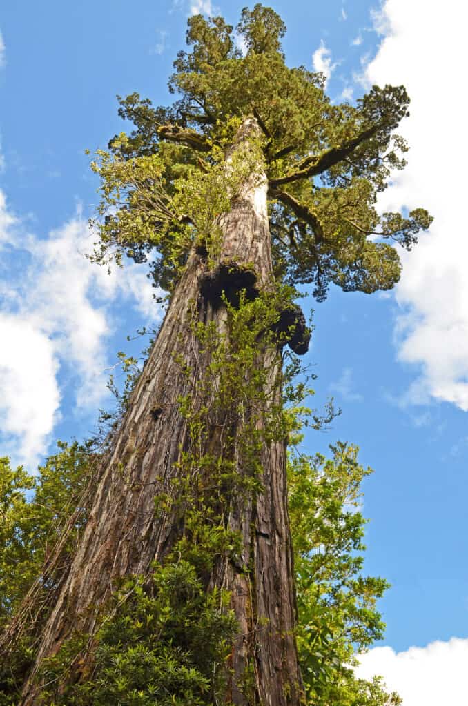 L'arbre Gran Abuelo pourrait surpasser Mathusalem en tant que plus vieil arbre du monde