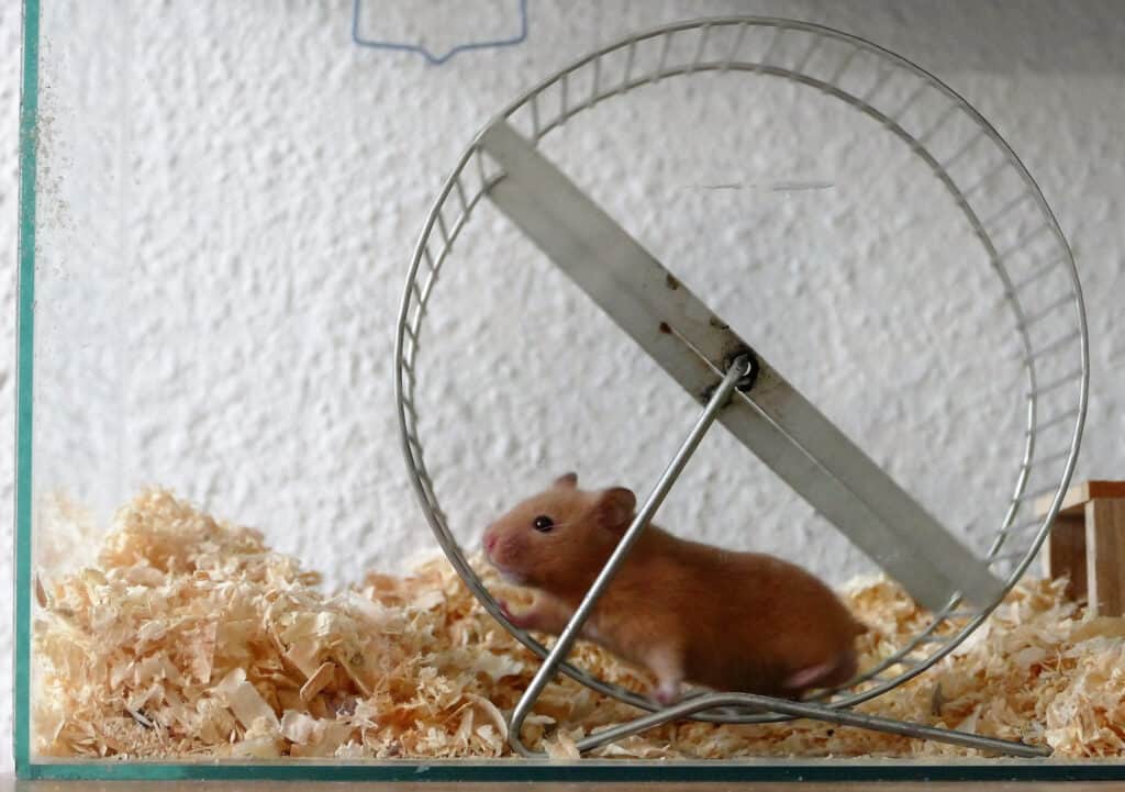 A hamster in an exercise wheel