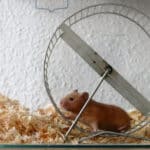An exercise wheel is essential, whether your hamster gets time out of its cage or not.