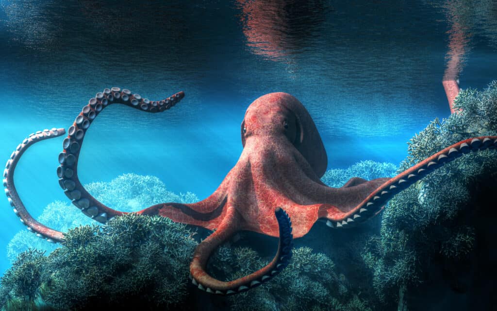 octopus