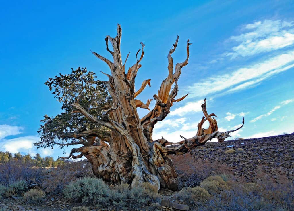 Methuselah grows extremely slowly - something that actually contributes to its long lifespan