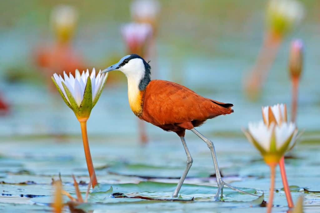 An African jacana next to a violet water lily