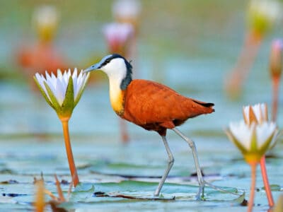 African Jacana Picture