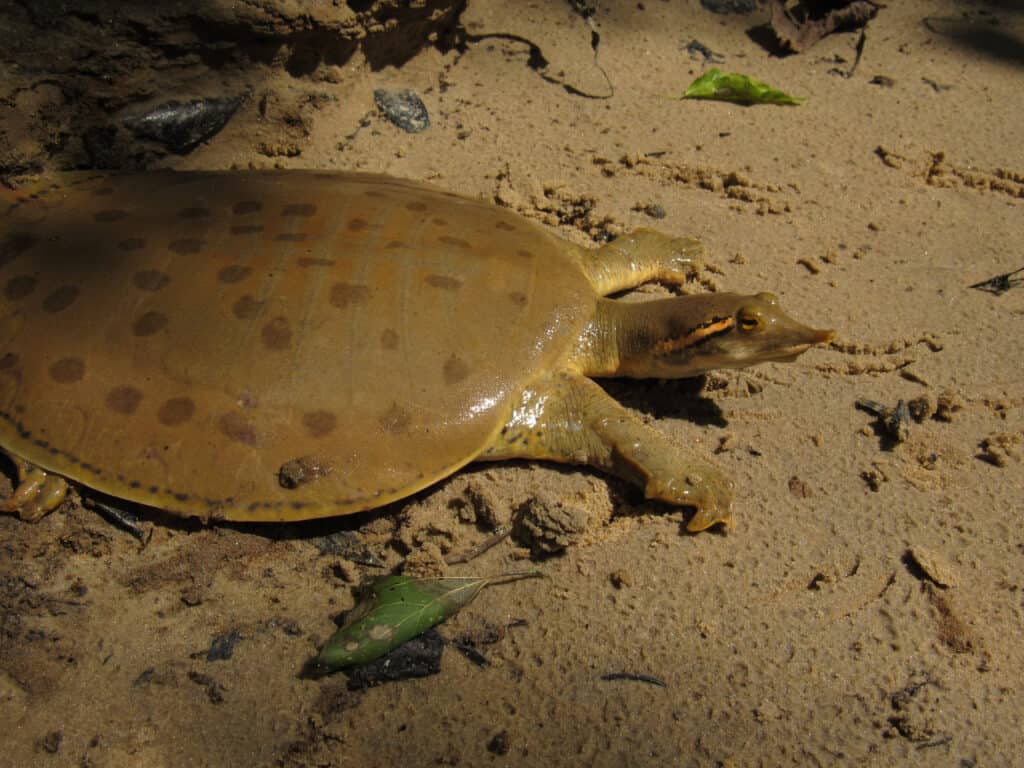 8 Incredible Turtles in Oklahoma - Wiki Point